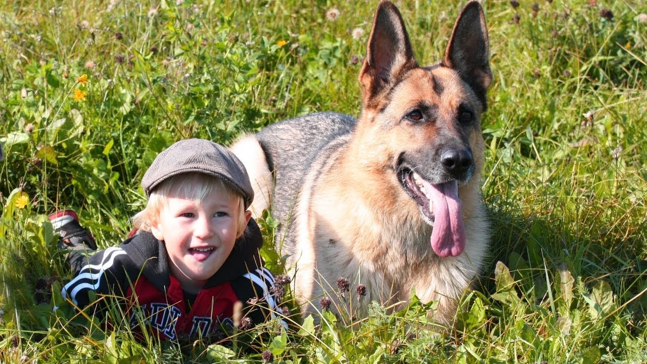 Овчарка подросток фото German Shepherd Dogs Protecting Kids and Owners Compilation - YouTube