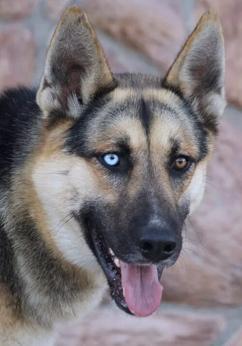 Овчарка помесь с хаской фото Westside German Shepherd Rescue of Los Angeles German shepherd husky mix, Husky 