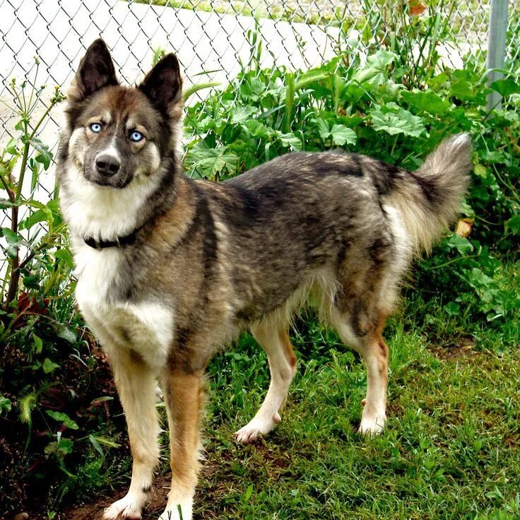 Овчарка помесь с хаской фото Pin on Wolves, Siberian Huskies, Anime, Manga, Wolf Hybrids German shepherd husk