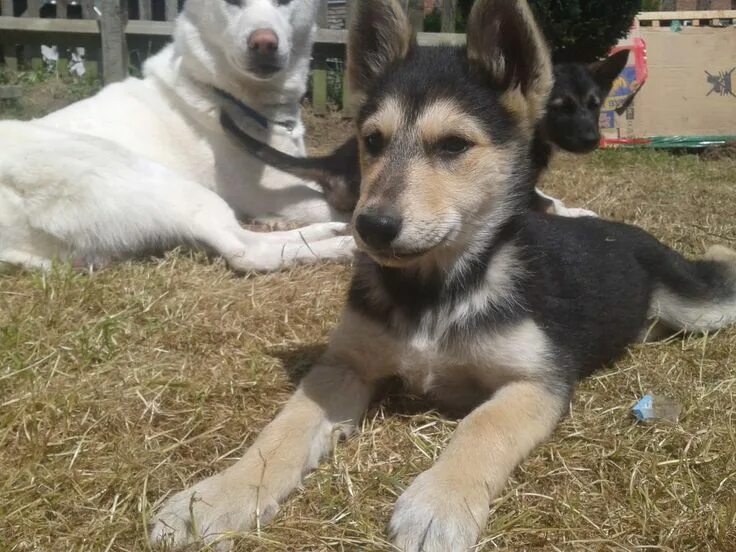 Овчарка помесь с хаской фото Siberian Husky puppies for sale Pets4Homes