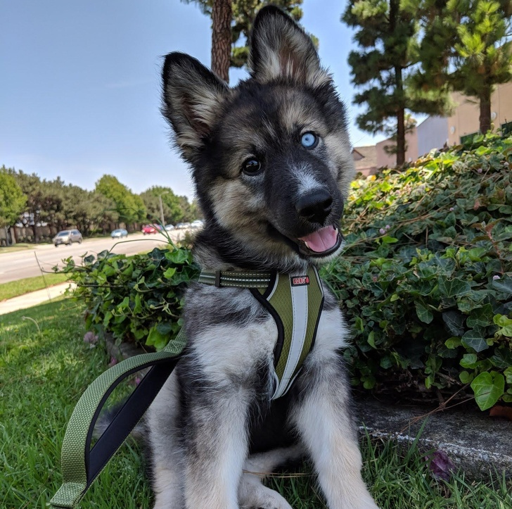 Овчарка помесь с хаской фото 20 Razas de perros mixtas que son perrunamente geniales Razas de perros, Perros,