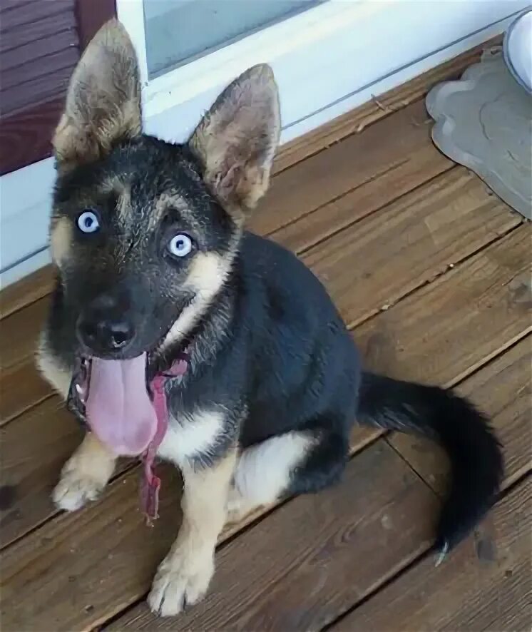 Овчарка помесь с хаской фото Gerberian Shepsky Dogs 12 Amazing Things German Shepherd Husky Mix Gerberian she