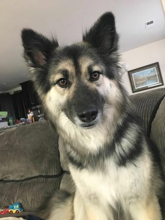 Овчарка помесь с хаской фото Pin by Michele Tiglao on adorable pets German shepherd husky mix, German shepher