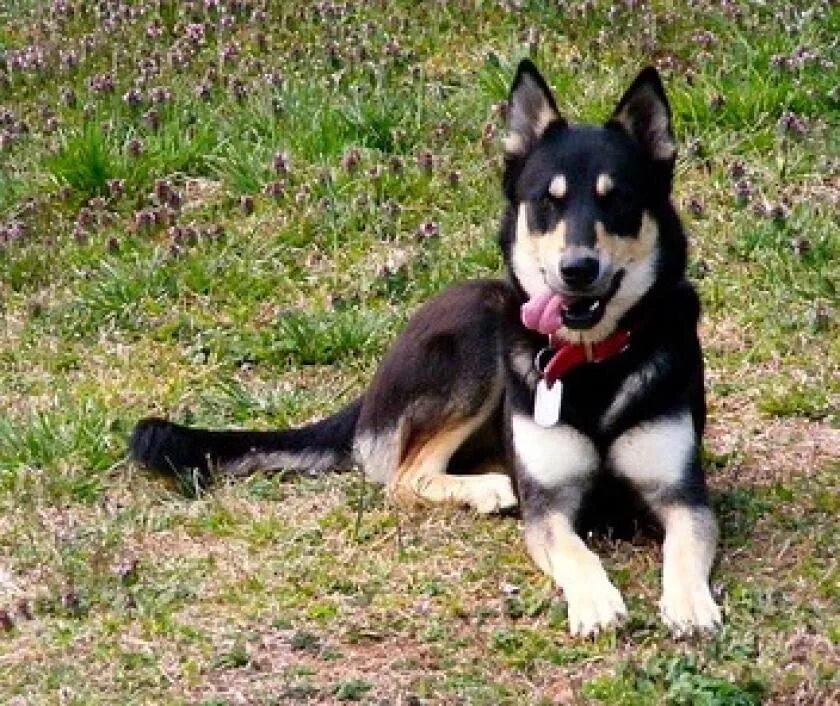 Овчарка помесь с хаской фото Pet Your Dog Gerberian Shepsky with black and cream fur coat. Siberian husky, Ge