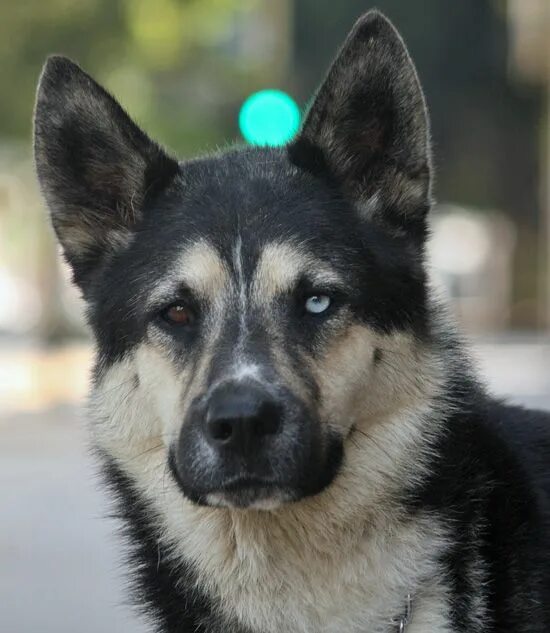 Овчарка помесь с хаской фото What do you call a Husky and German Shepherd mix? Unique dog breeds, Mixed breed