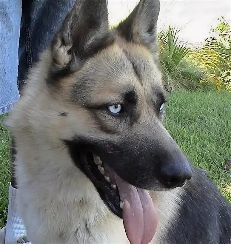 Овчарка помесь с хаской фото German Shepherd Husky Mix Mitch 3 Year Old German Shepherd & Husky Mix Neutered 