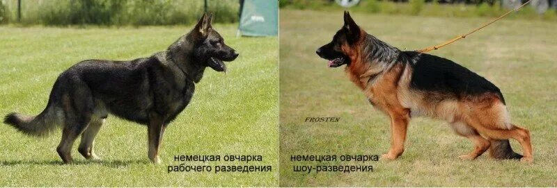Овчарка рабочего разведения фото Немецкая овчарка "высокого" разведения. Что за зверь? Дом Добермана Дзен