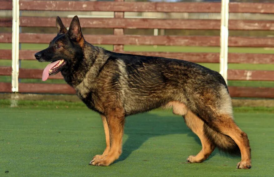 Овчарка рабочего разведения фото SCHUTZHUND / IPO / IGP DianaFriendDog Дзен