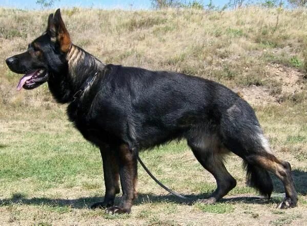 Овчарка рабочего разведения фото Oskar z Milberku - Dutch Shepherd Dog