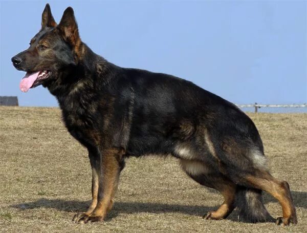Овчарка рабочего разведения фото black Sable German Shepherd German Shepherd Dog Black Sable GSD kennel ALPINEK9 