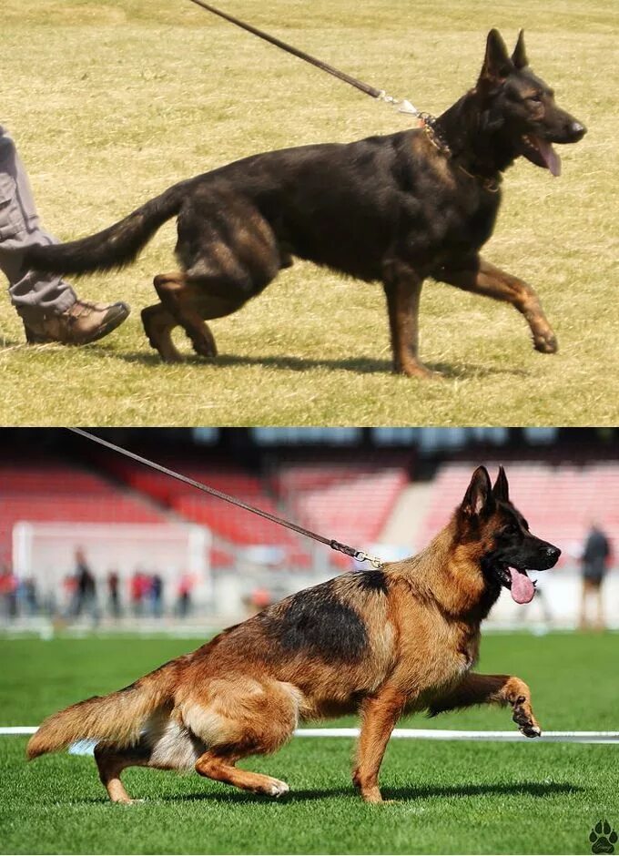 Овчарка рабочего разведения фото Shawlein Fine Art & Purebred German Shepherd Dogs Purebred german shepherd, Work