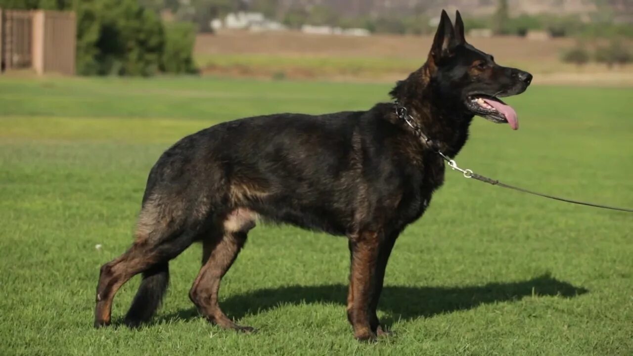 Овчарка рабочего разведения фото ALL ABOUT THE WORKING GERMAN SHEPHERD DOG - YouTube