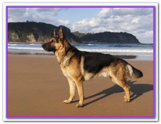 Овчарка реальное фото What's The Best Dog Food For German Shepherds BEST DOG FOOD Best dog food, Dog f
