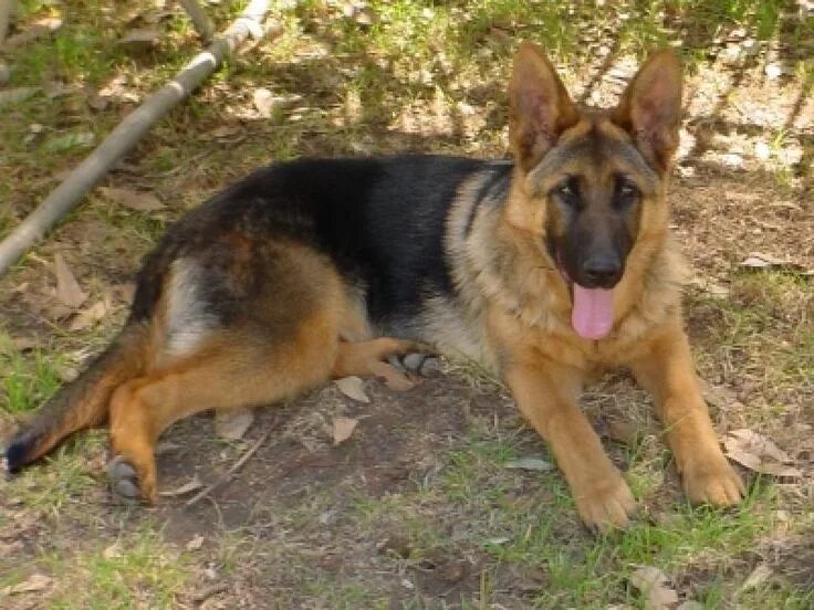 Овчарка реальное фото Copyright ? 2002 Kuirau German Shepherds Australia. German shepherd