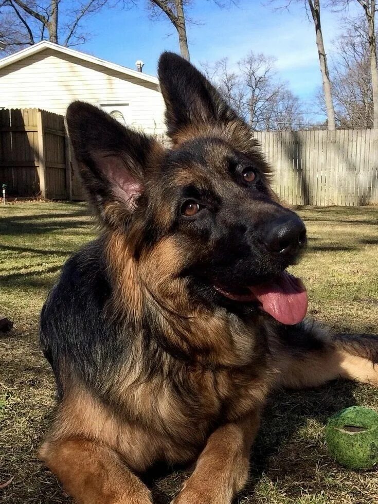 Овчарка реальное фото Pin on Perros pastor alemán German sheperd dogs, German shepherd funny, German s