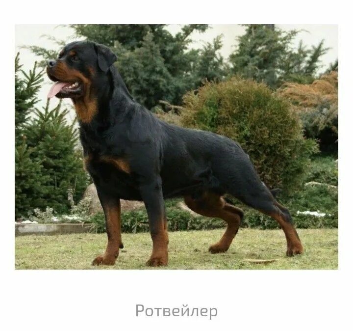Овчарка ротвейлер фото Pin on Собаки Dogs, Animals