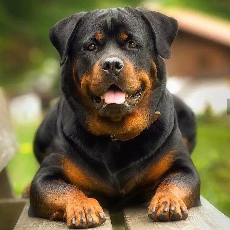 Овчарка ротвейлер фото Rottweiler in 2024 Rottweiler, Dogs, Rottweiler dog