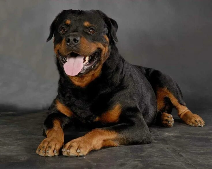 Овчарка ротвейлер фото Найкращі породи собак для охорони Rottweiler puppies, Rottweiler, Rottweiler dog