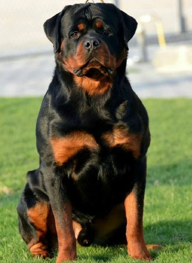 Овчарка ротвейлер фото Rottweiler Dog, Rottweiler Puppy Rottweiler puppies, Rottweiler, Dog breeds