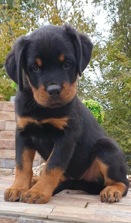 Овчарка ротвейлер фото compleanno romano vantaggio rottweiler cucciolo costo futuro Quantità di moto fe