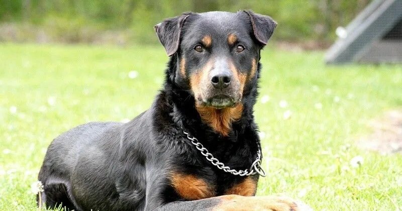 Овчарка ротвейлер фото Le collier d’éducation, pour ou contre ? Rottweiler puppies, Rottweiler dog, Rot