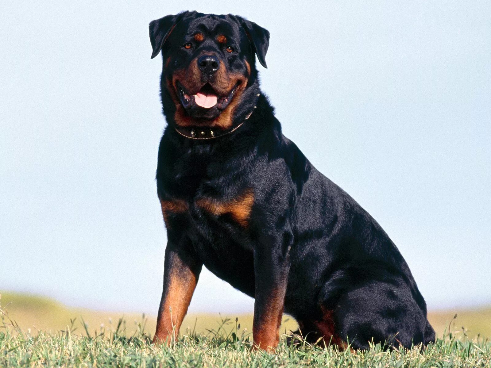 Овчарка ротвейлер фото Image Detail for - Dogs Wallpapers - Download Free Rottweiler Wallpapers, Photos