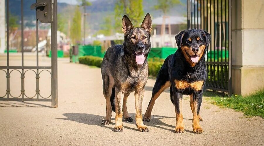Овчарка ротвейлер фото Rottweiler vs. German Shepherd: Breed Similarities & Differences Rottweiler, Ger