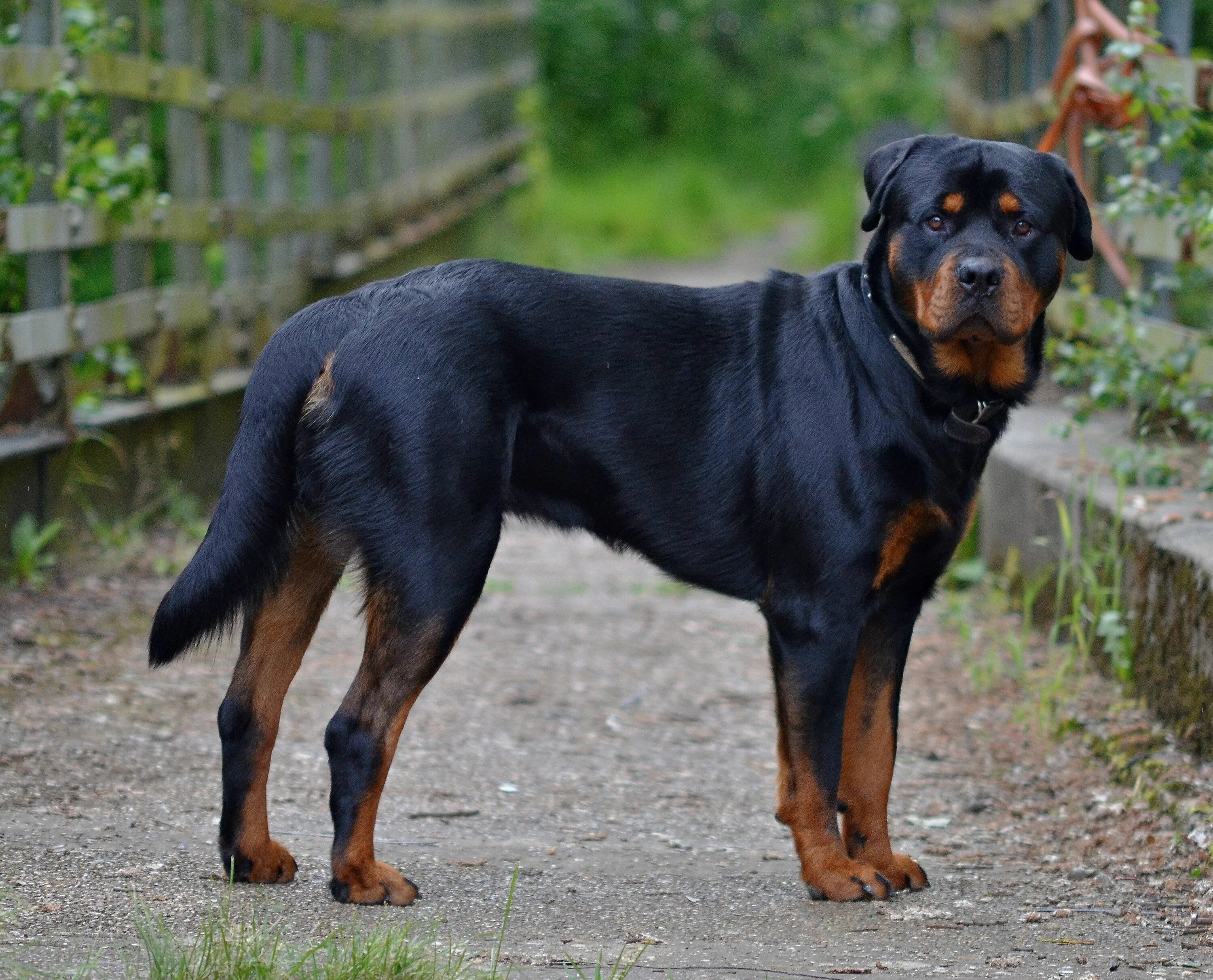 Овчарка ротвейлер фото 21 Best Guard Dog Breeds for Protection Dog breeds, Rottweiler dog, Popular dog 