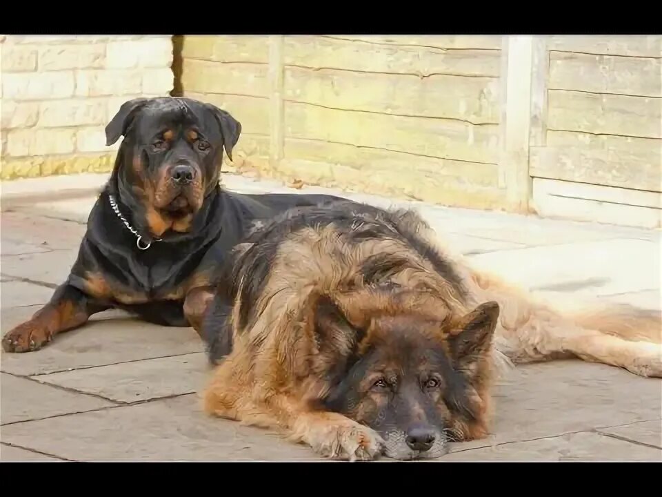 Овчарка ротвейлер фото The Dog Whisperer - Cat Worshiper (The Rottweiler and German Shepherd Episode in