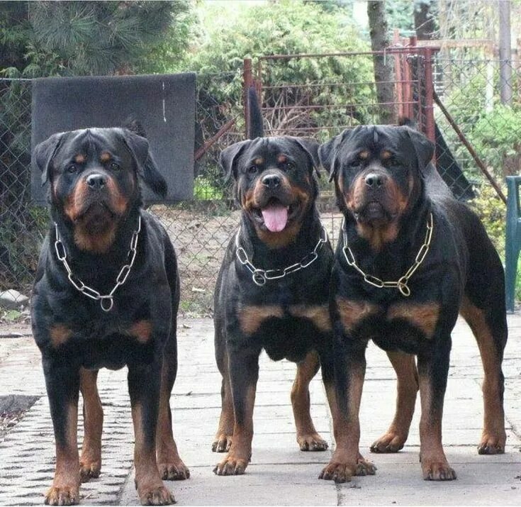 Овчарка ротвейлер фото hat do you think of this Follow us:- @rottweilers_insta for more pic via @rottwe
