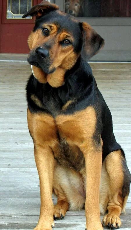 Овчарка ротвейлер смесь фото 10 популярных идей на тему "german shepherd mixed with rottweiler" для вдохновен