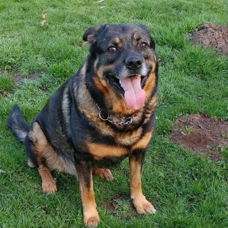 Овчарка ротвейлер смесь фото German Shepherd Rottweiler Mix Dogs in 2024 Rottweiler mix, German shepherd rott