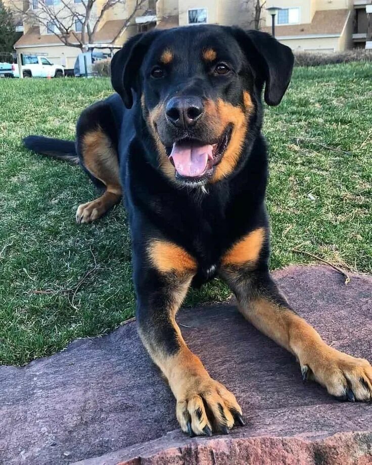 Овчарка ротвейлер смесь фото Смесь овчарки и ротвейлера (83 фото) Rottweiler mix, Rottweiler mix puppies, Dog