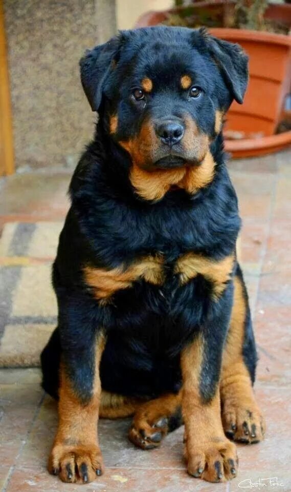 Овчарка ротвейлер смесь фото The Top 5 smartest dog breeds Smartest dog breeds, Protective dog breeds, Dog br