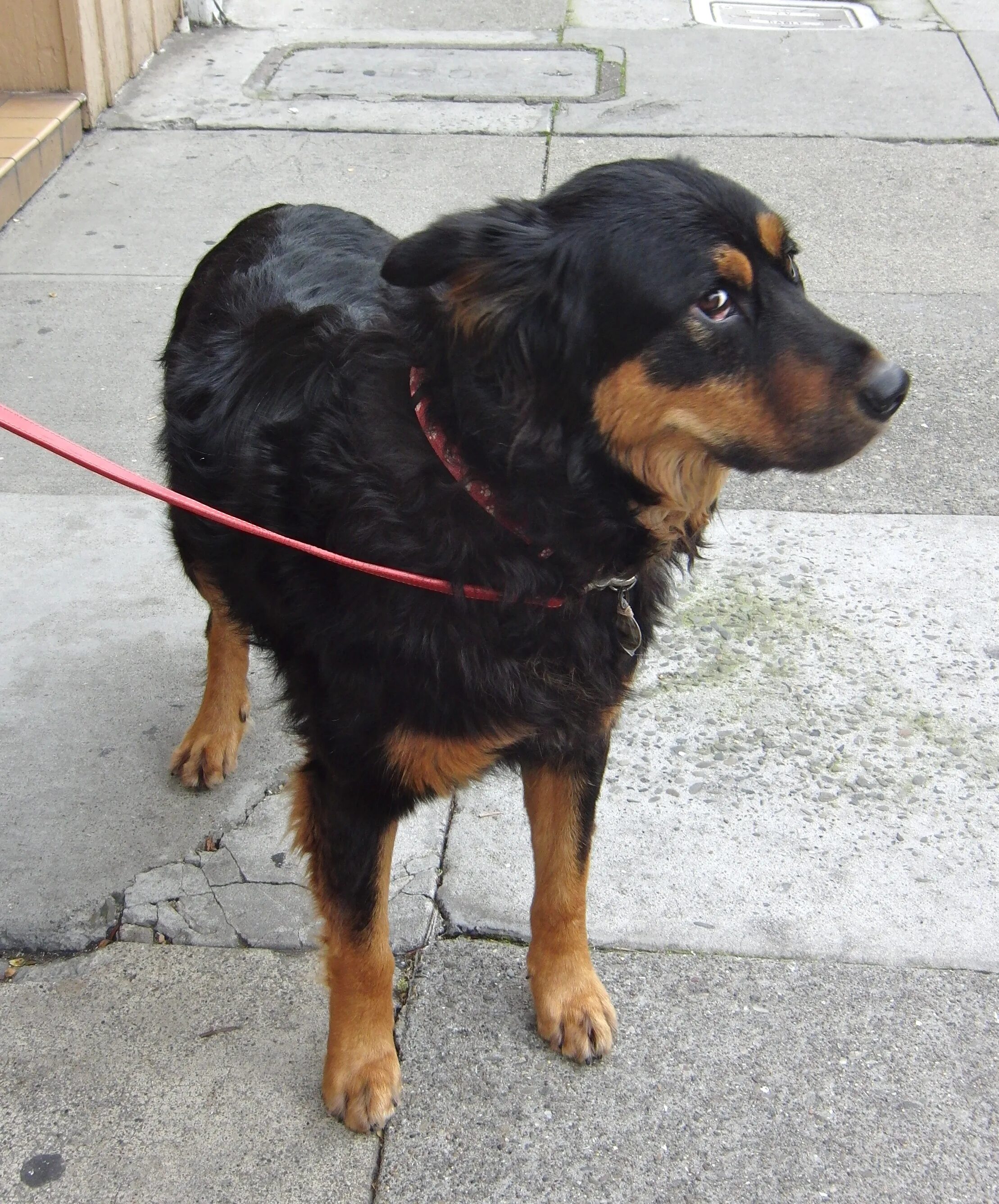 Овчарка ротвейлер смесь фото Dog of the Year: Trucker the German Shepherd/Rottweiler The Dogs of San Francisc