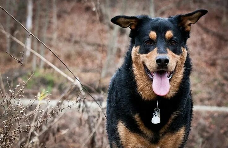 Овчарка ротвейлер смесь фото Pin by Aubrey Boss on Pets Rottweiler mix, Dog names, German shepherd rottweiler