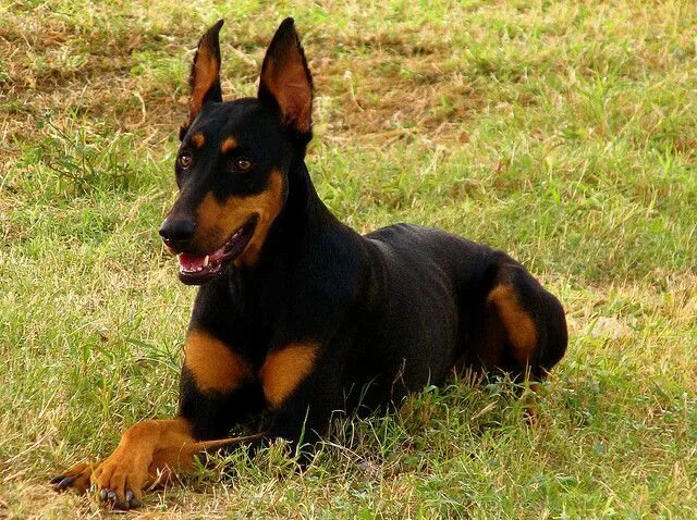 Овчарка с доберманом смесь фото The 10 Smartest Dog Breeds Doberman pinscher, White doberman pinscher, Doberman 
