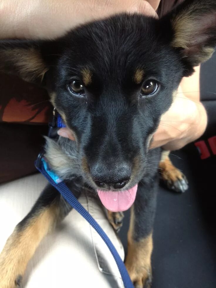 Овчарка с доберманом смесь фото German Shepherd Doberman Mix - 2 Months Old