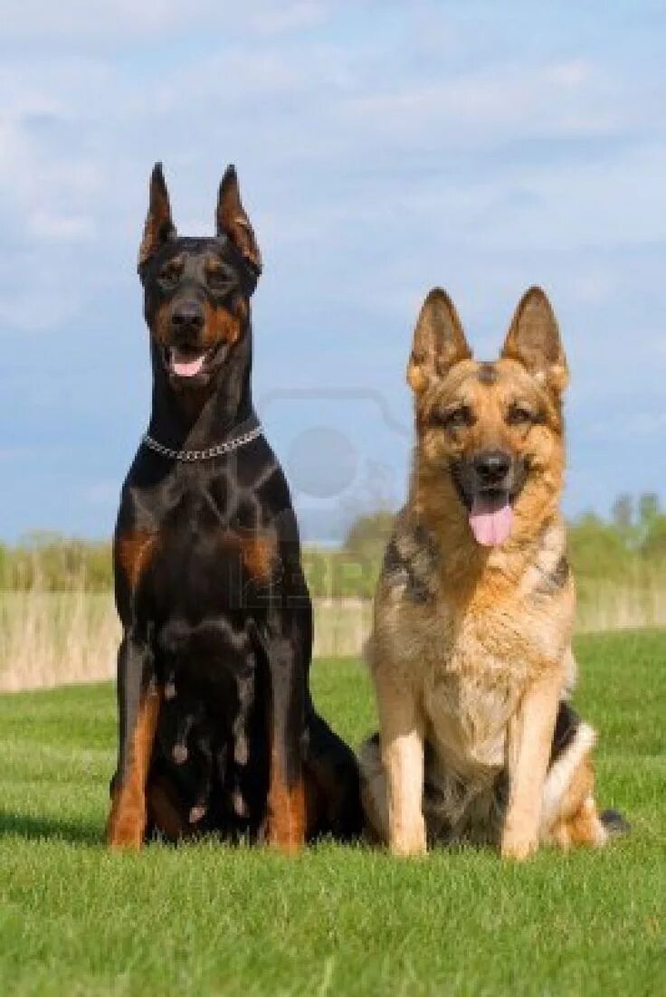 Овчарка с доберманом смесь фото doberman y pastor aleman Big dogs, Doberman, Dogs