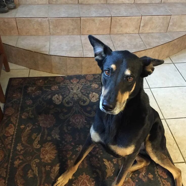 Овчарка с доберманом смесь фото Doberman German Shepherd Mix...My big baby! Puppy breeds, Doberman shepherd, Dog