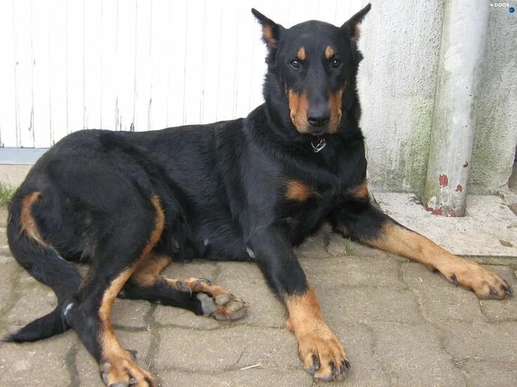 Овчарка с доберманом смесь фото beauceron Lab dogs, Beauceron, Doberman dogs
