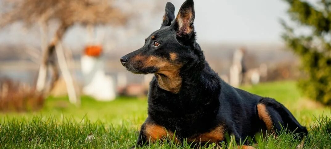 Овчарка с доберманом смесь фото Doberman Mix with German Shepherd: 25 Things Every Owner Should Know - Green Gar