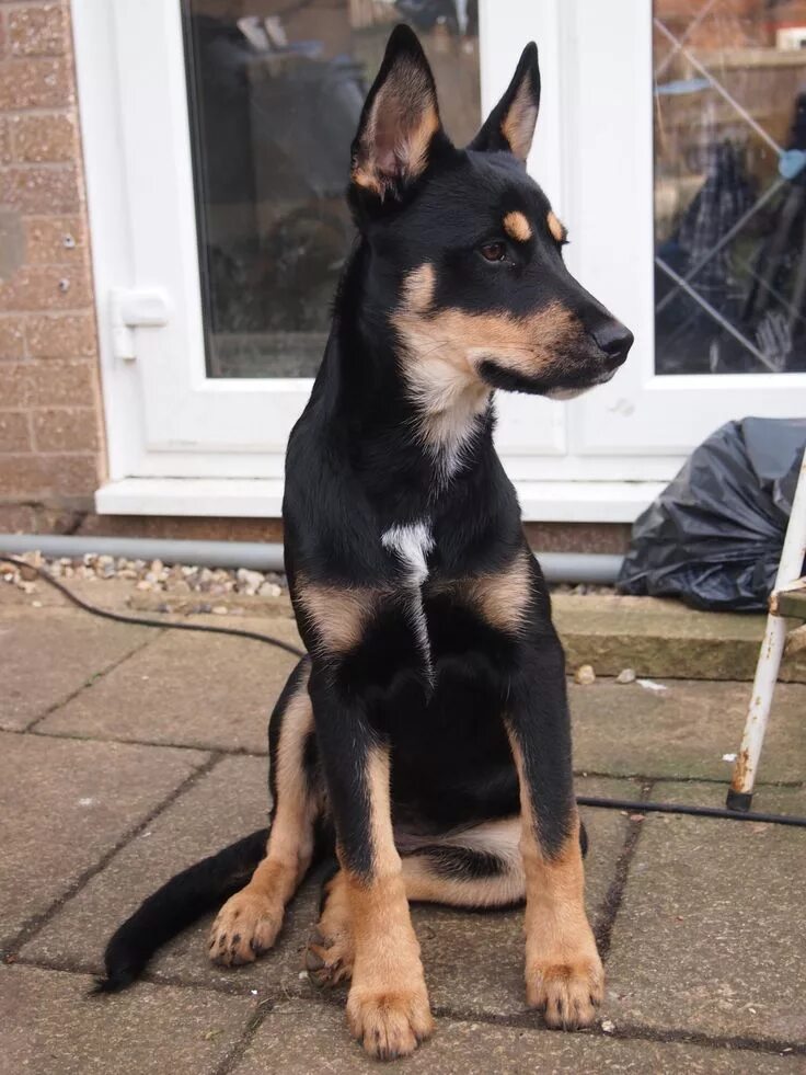 Овчарка с доберманом смесь фото So basically I think my pup is handsome af and I want to shove her in everyones'