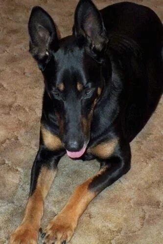 Овчарка с доберманом смесь фото Is a German Shepherd Doberman Mix the best fit for me? - Neckly Store Doberman s