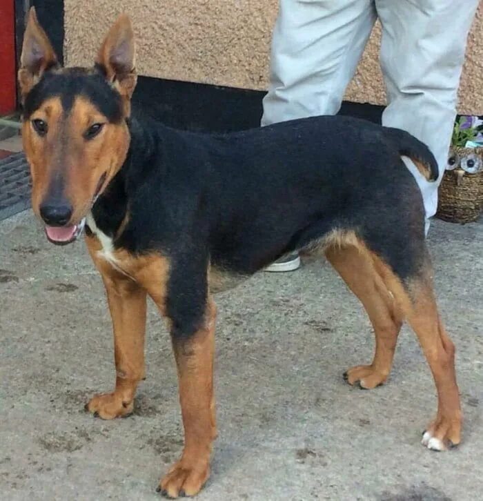Овчарка с доберманом смесь фото German shepherd x Bull Terrier - Animals Terrier, German shepherd, Bull