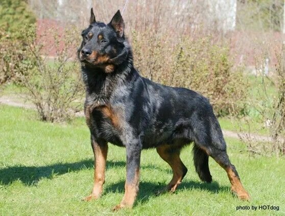 Овчарка с доберманом смесь фото Big and Beautiful Beauceron Dog Breed