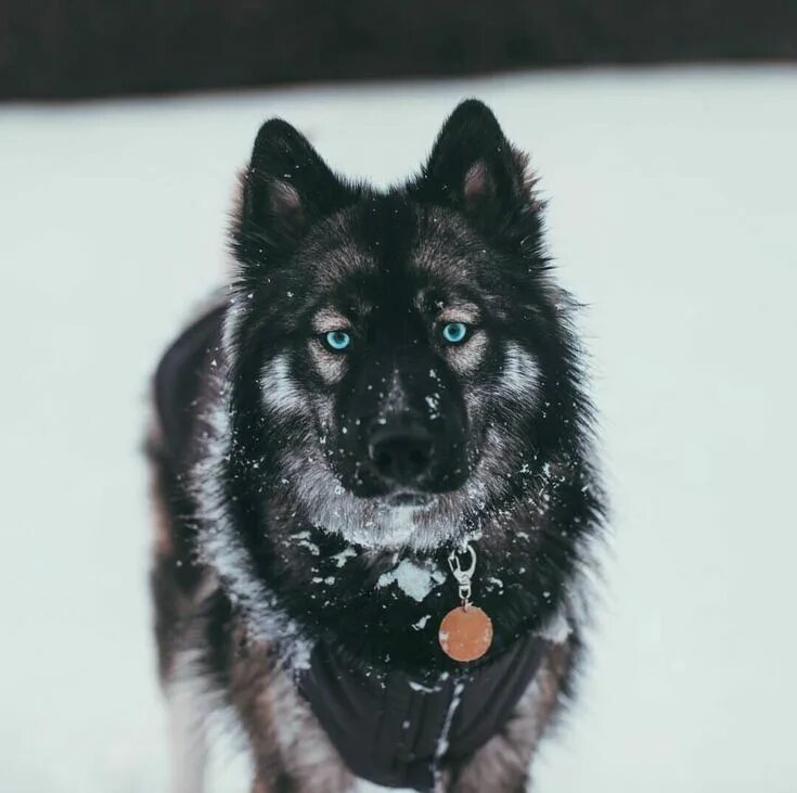 Овчарка с голубыми глазами фото Pin by Florin on My huskies Agouti husky, Dogs, Husky puppy