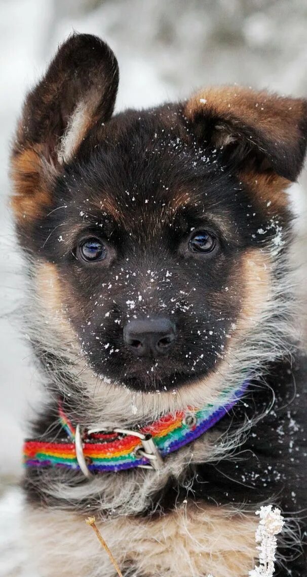 Овчарка с голубыми глазами фото German shepherd puppy in the snow. iOS8 HD wallpaper for iPhone and iPod touch S