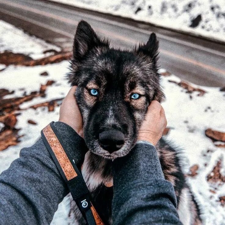 Овчарка с голубыми глазами фото Pin by Jazz on angels with paws. Blue eyed dog, Blue eyed dog names, Pretty dogs