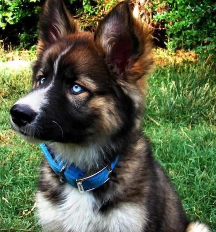 Овчарка с голубыми глазами фото Husky German Shepherd mix I found (shepdsky) : aww Dog breeds, Cute animals, Cut